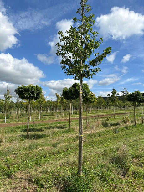 Liquidambar styraciflua Amerikanischer Amberbaum