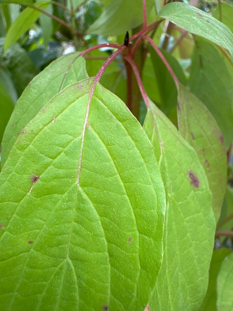 Cornus alba Weißer Hartriegel