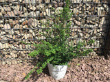 Ilex crenata 'Convexa' Löffel-Ilex