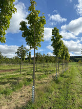 Acer rubrum 'Scanlon' Rotahorn 'Scanlon'