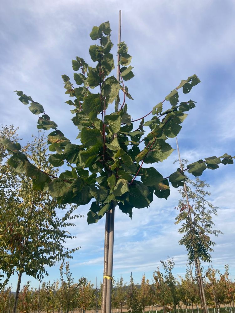 Tilia platyphyllos Sommerlinde