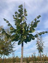 Tilia platyphyllos Sommerlinde
