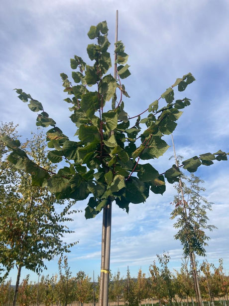 Tilia platyphyllos Sommerlinde