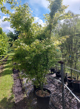 Acer palmatum Fächerahorn