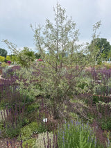 Elaeagnus angustifolia Schmalblättrige Ölweide