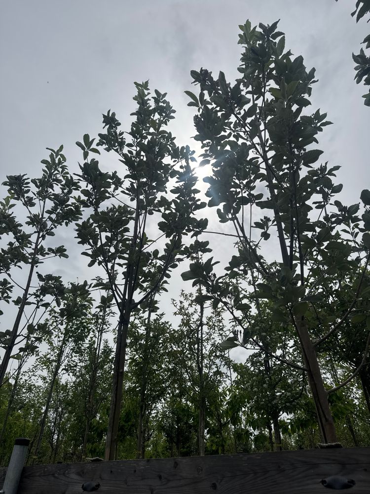 Sorbus aria 'Magnifica' Großlaubige Mehlbeere