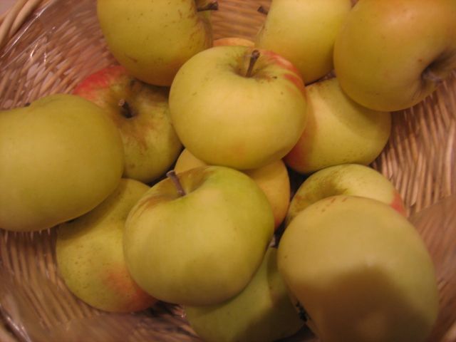 Malus 'Champagnerrenette'              CAC Apfel 'Champagnerrenette'             spät