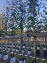 Sorbus aucuparia Gewöhnliche Eberesche