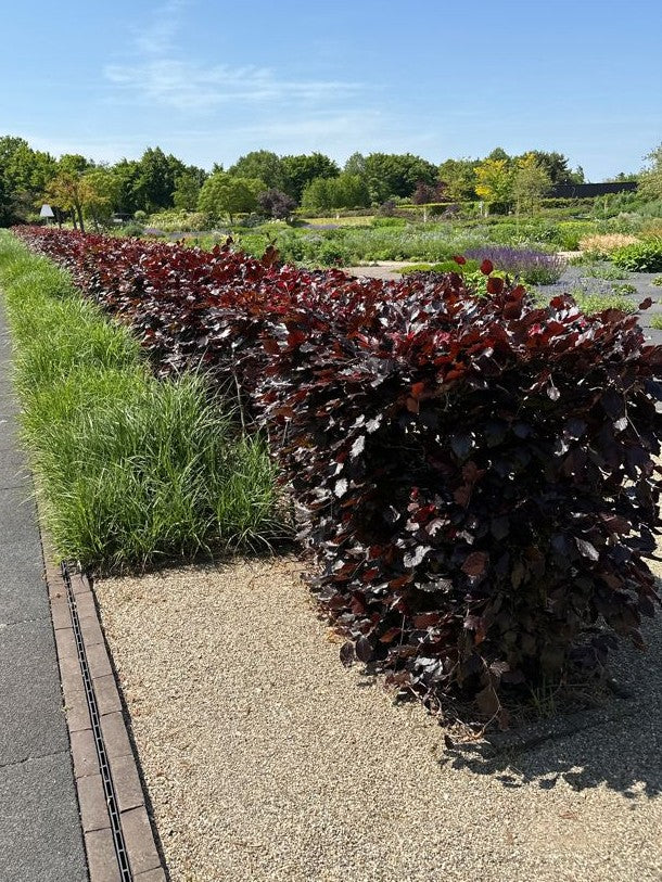 Fagus sylvatica purpurea Blutbuche-Sämling