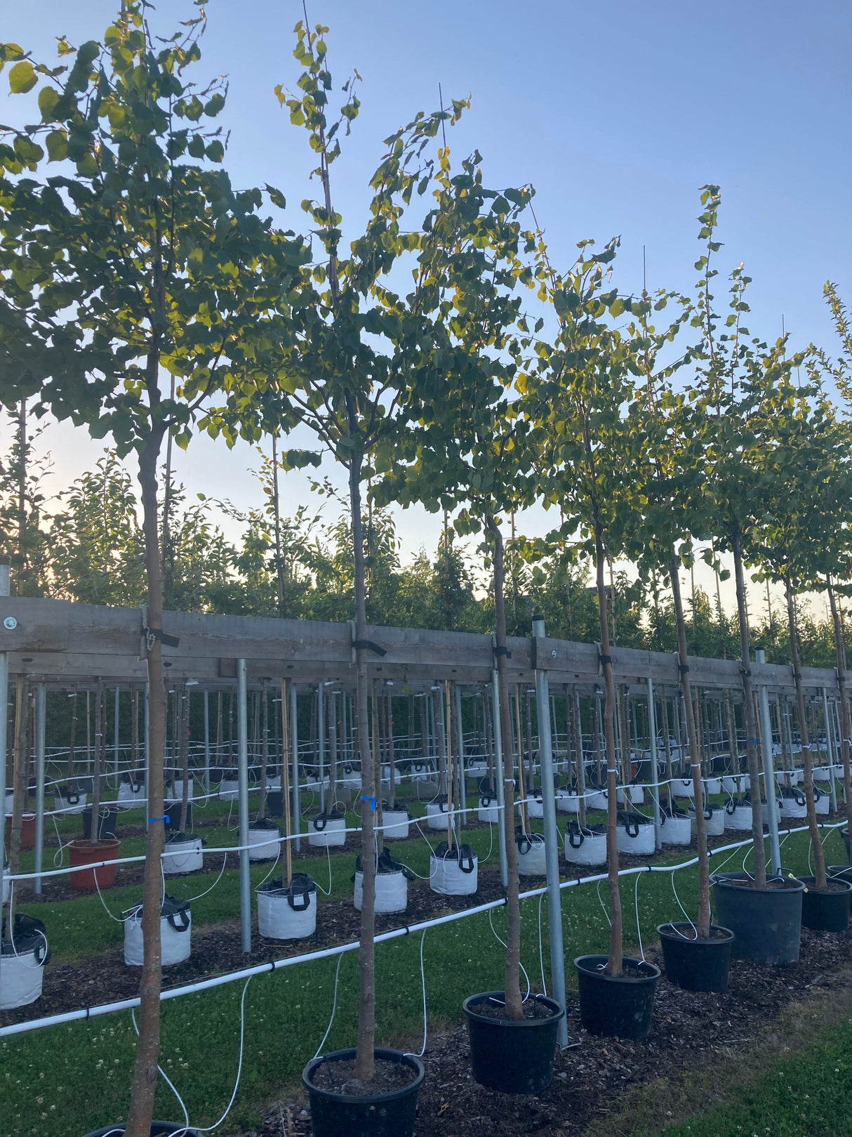 Tilia cordata Winterlinde