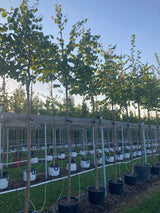 Tilia cordata Winterlinde