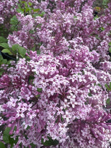 Syringa meyeri 'Palibin' Meyer's Flieder 'Palibin'    Premiumgehölz