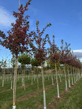 Acer rubrum 'Scanlon' Rotahorn 'Scanlon'