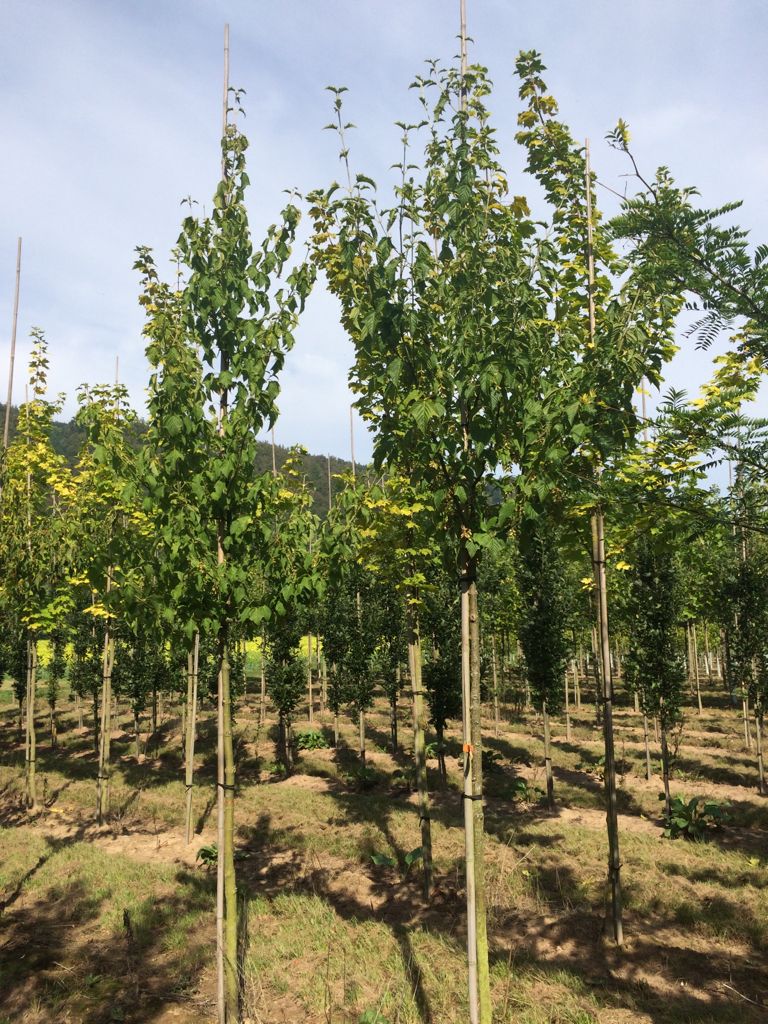 Acer rufinerve Rostbartahorn