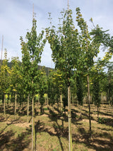 Acer rufinerve Rostbartahorn