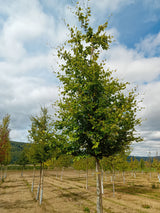 Fagus sylvatica Rotbuche