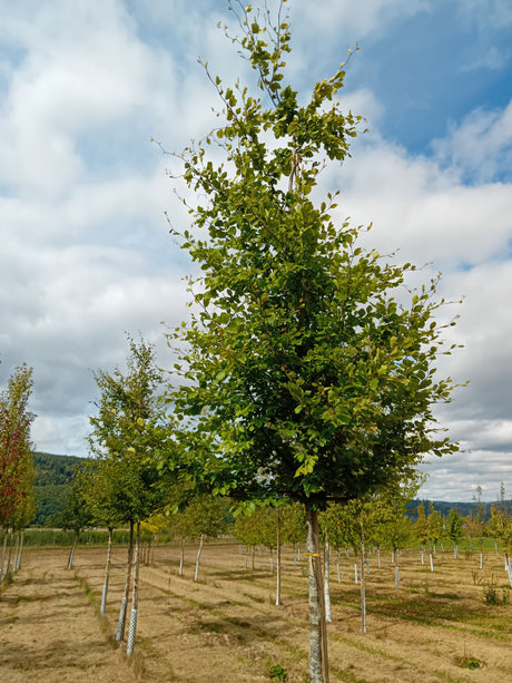 Fagus sylvatica Rotbuche