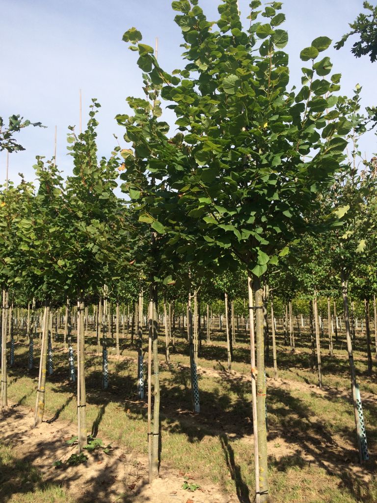Tilia platyphyllos Sommerlinde