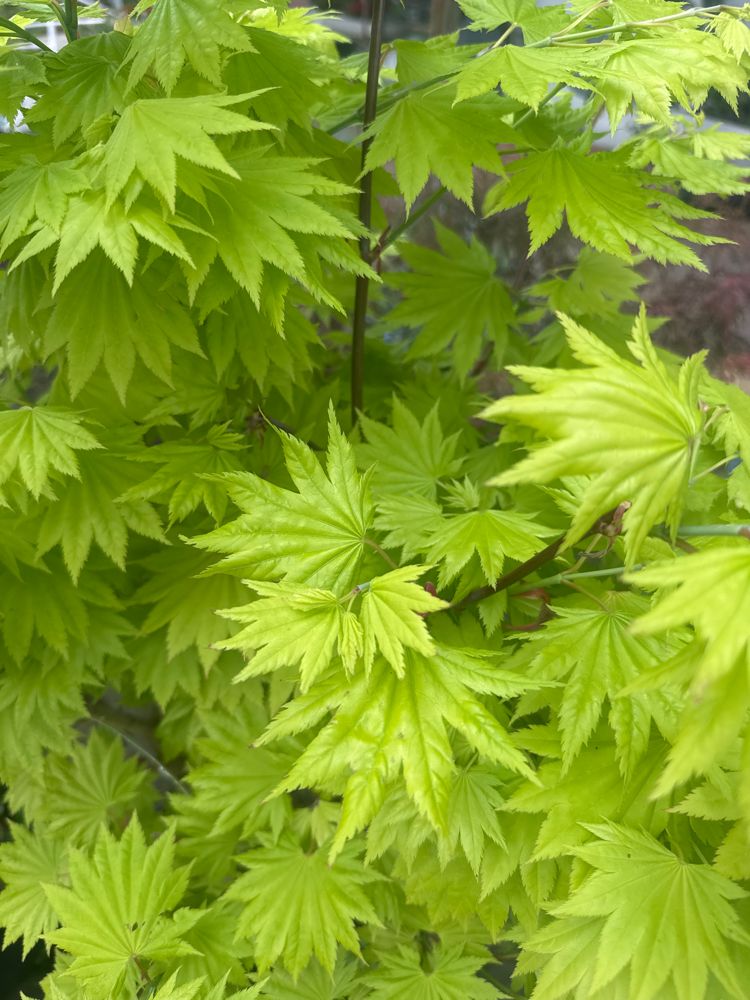 Acer shirasawanum 'Aureum' Japanischer Goldahorn 'Aureum'