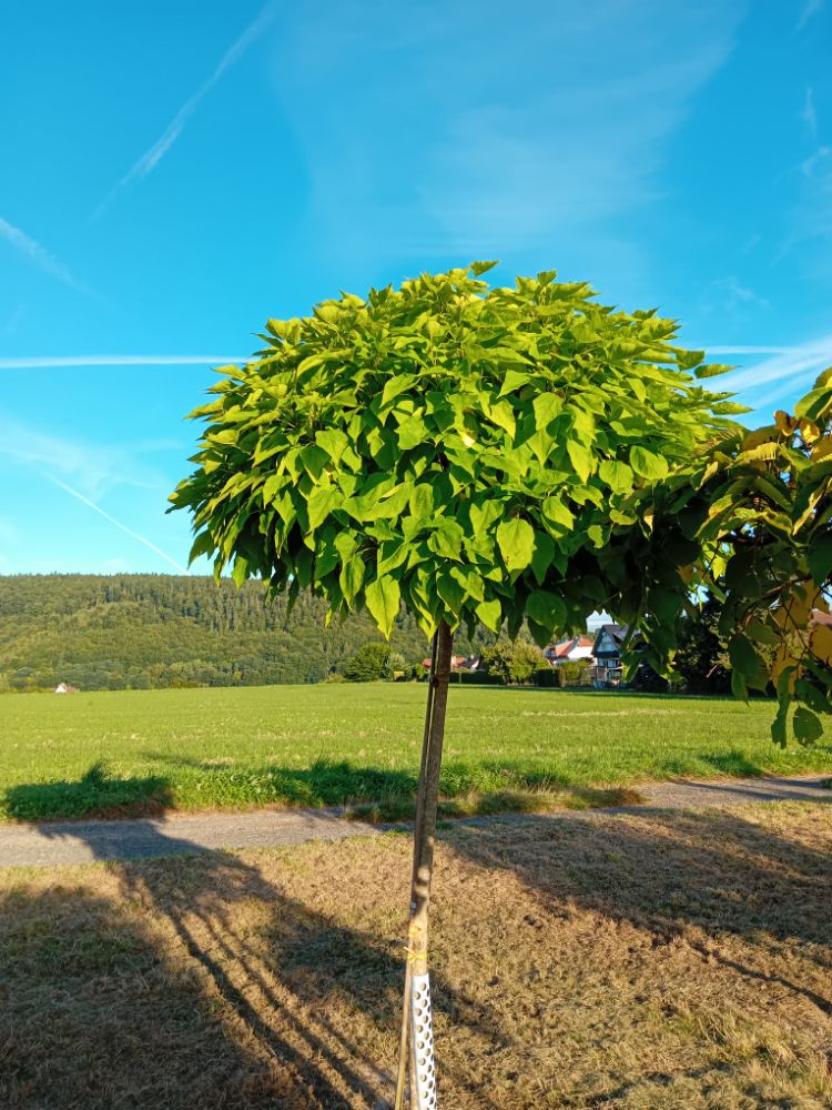 Catalpa bignonioides 'Nana' Kugel-Trompetenbaum 'Nana'