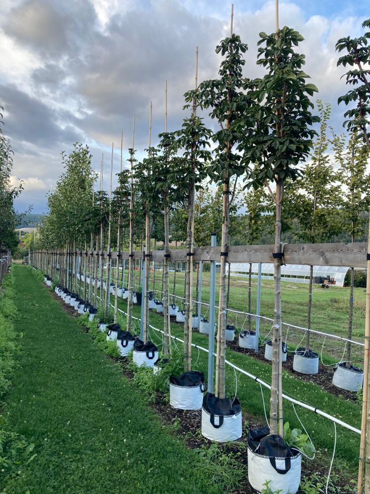 Aesculus hippocastanum 'Pyramidalis' Pyramiden-Rosskastanie