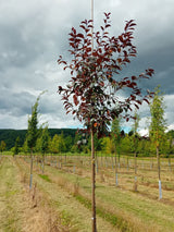 Malus 'Royalty' Zierapfel 'Royalty'