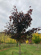 Acer platanoides 'Royal Red' Oregon-Blutahorn 'Royal Red'