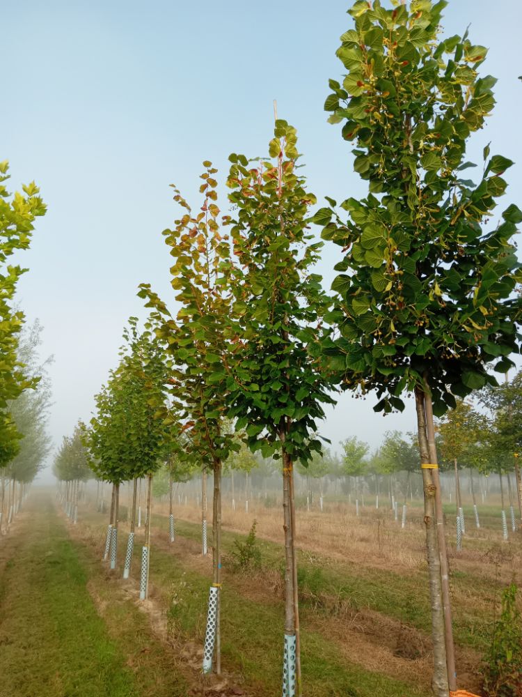 Tilia platyphyllos Sommerlinde