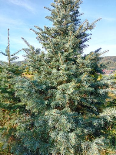 Abies concolor Colorado-Tanne, Grautanne