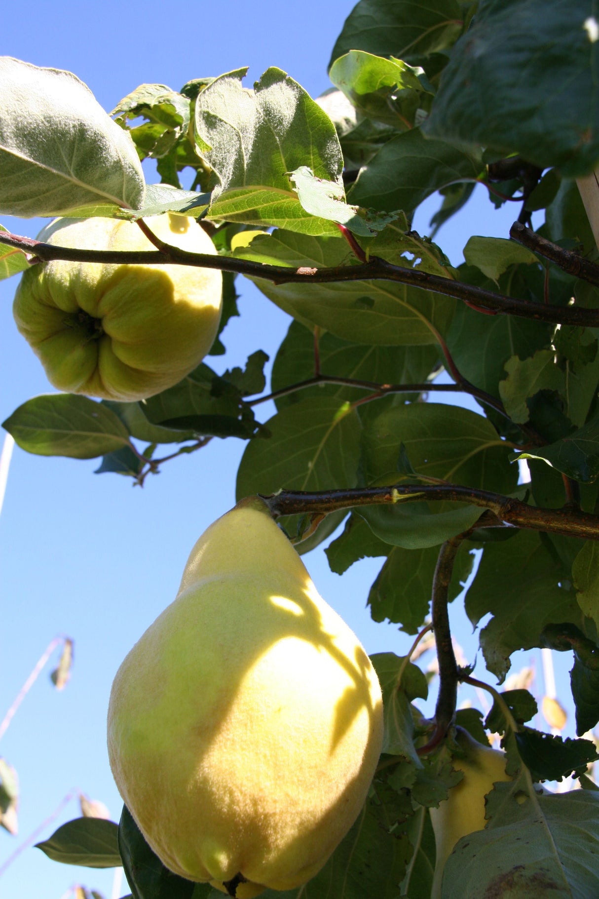 Cydonia 'Portugiesische'               CAC Quitte 'Portugiesische'