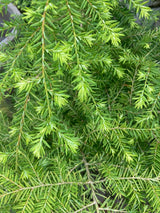 Tsuga canadensis Kanadische Hemlocktanne
