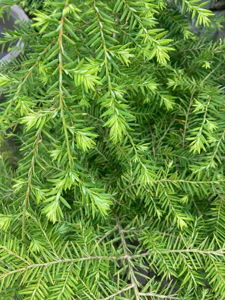 Tsuga canadensis Kanadische Hemlocktanne