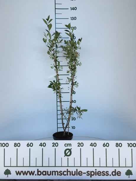 Aronia prunifolia 'Nero' Apfelbeere 'Nero'