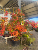 Acer griseum Zimt-Ahorn
