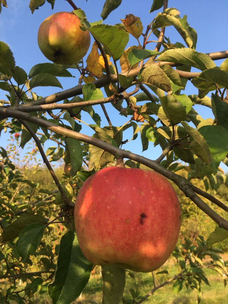 Malus 'Horneburger Pfannkuchena.'      CAC Apfel 'Horneburger Pfannkuchena.'     spät