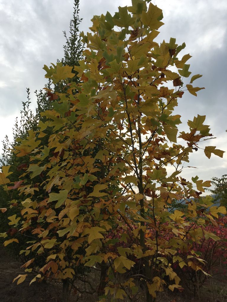 Liriodendron tulipifera Amerik.Tulpenbaum