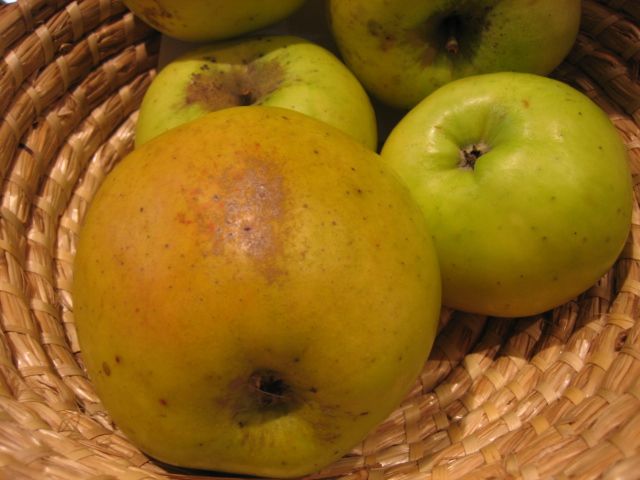 Malus 'Riesenboiken'                   CAC Apfel 'Riesenboiken'                mittel