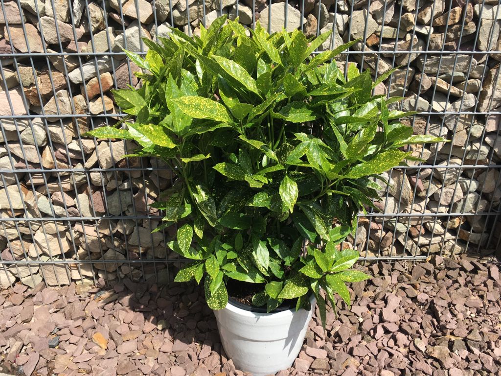 Aucuba japonica 'Variegata' Japanische Aucube