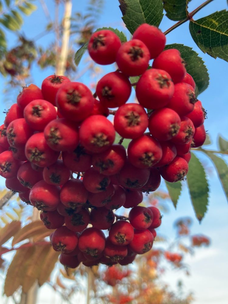 Sorbus aucuparia Gewöhnliche Eberesche