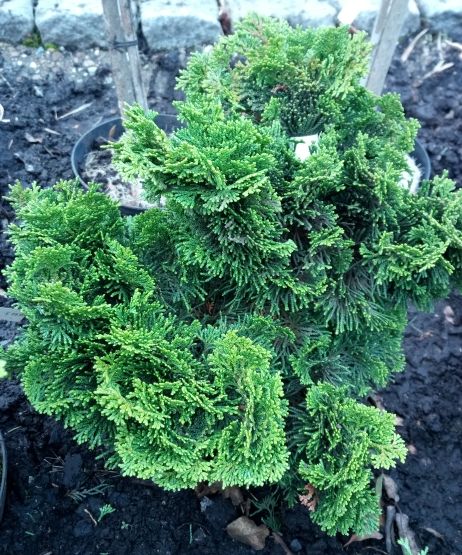 Chamaecyparis obtusa 'Nana Gracilis' Kleine Muschelzypresse 'Nana Gracilis'