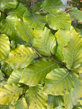 Fagus sylvatica Rotbuche