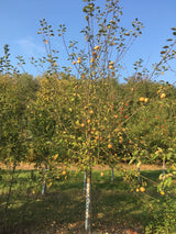 Malus 'Dülmener Herbstrosenapfel'      CAC Apfel 'Dülmener Herbstrosenapfel'   mittel