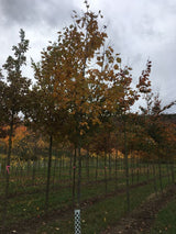 Sorbus torminalis Elsbeere