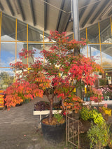 Acer griseum Zimt-Ahorn