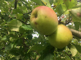 Malus 'Zuccalmagliorenette'            CAC Apfel 'Zuccalmagliorenette'         mittel