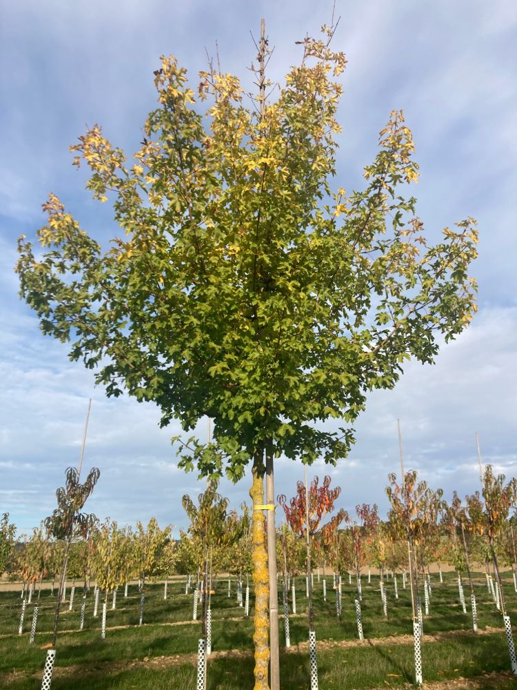 Acer campestre 'Elsrijk' Feldahorn 'Elsrijk'