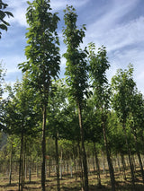 Prunus serrulata 'Amanogawa' Japan.Säulenkirsche