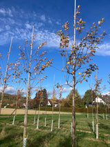 Crataegus mordenensis 'Toba' Kanadischer Rotdorn 'Toba'