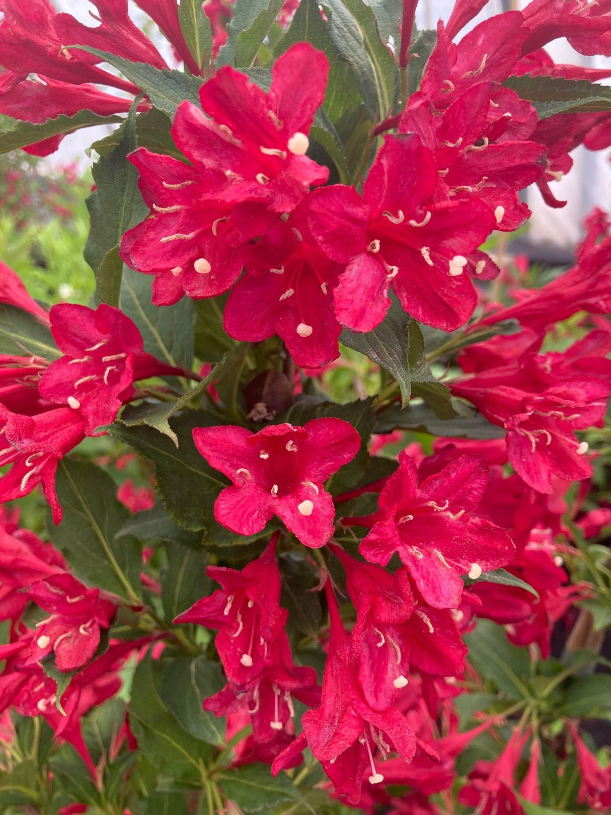 Weigela 'Red Prince' Weigelie 'Red Prince'