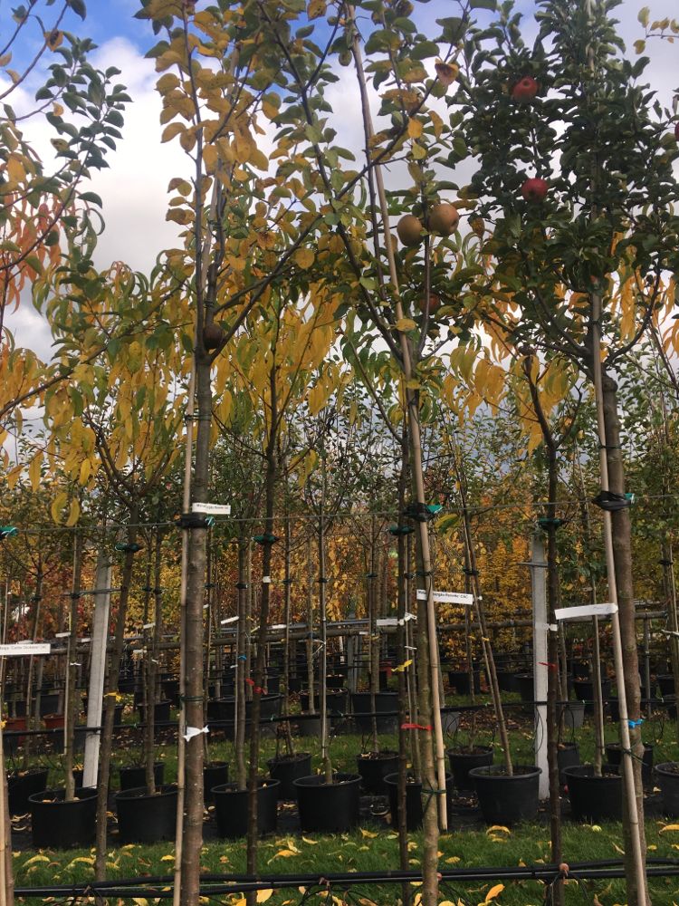 Malus 'Zabergäu Renette'               CAC Apfel 'Zabergäu Renette'            mittel